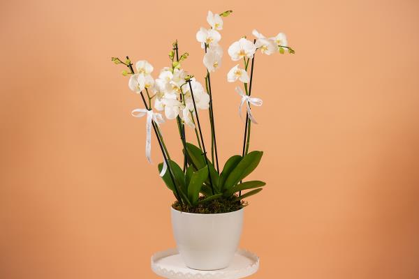 4 Stems Orchid Pot